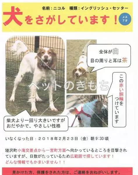 迷子犬の画像