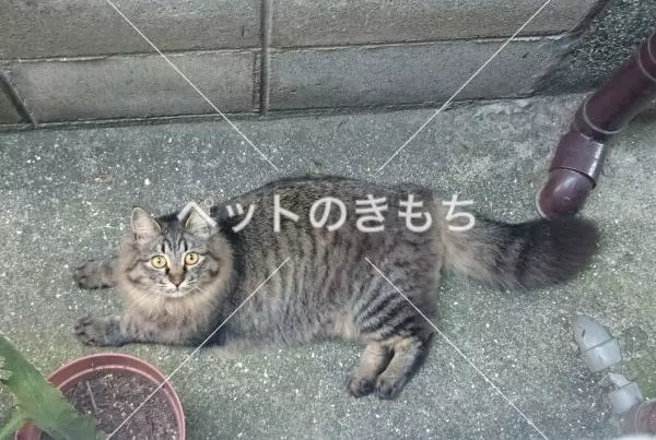迷子猫の画像
