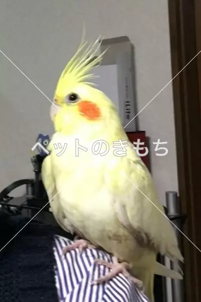 迷子鳥の画像