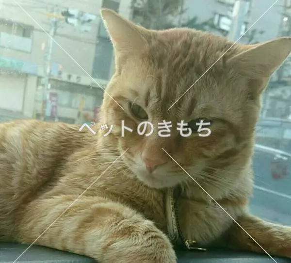 迷子猫の画像