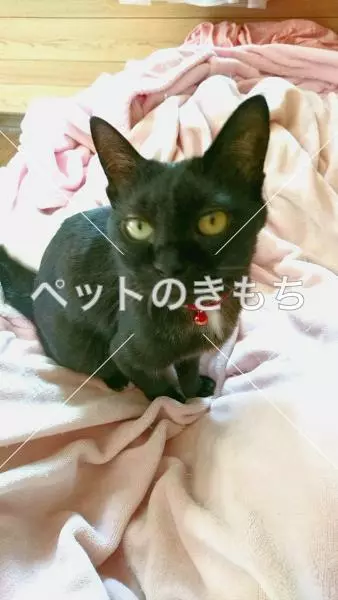 迷子猫の画像