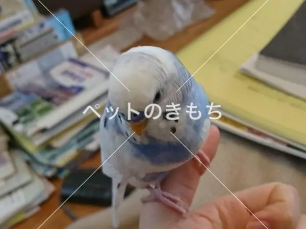 迷子鳥の画像