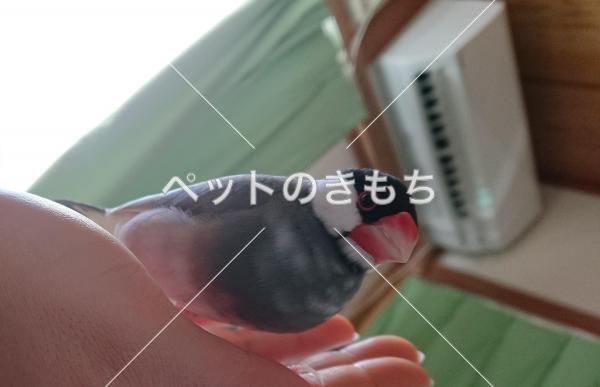 迷子鳥の画像