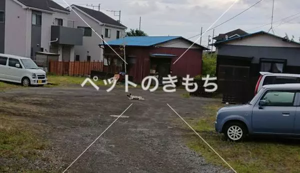 コメント投稿の画像