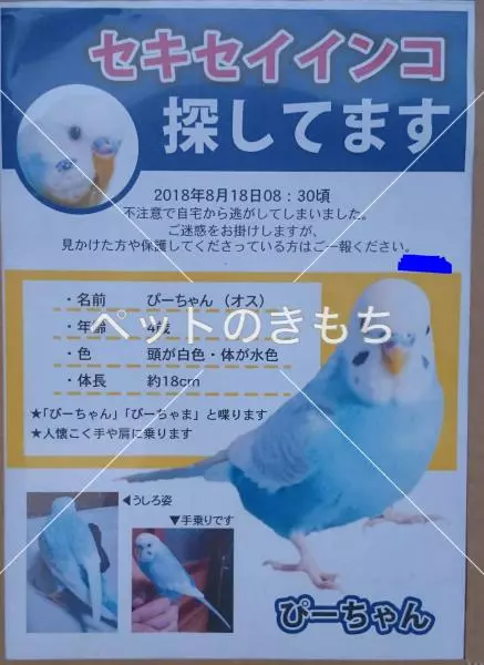 コメント投稿の画像