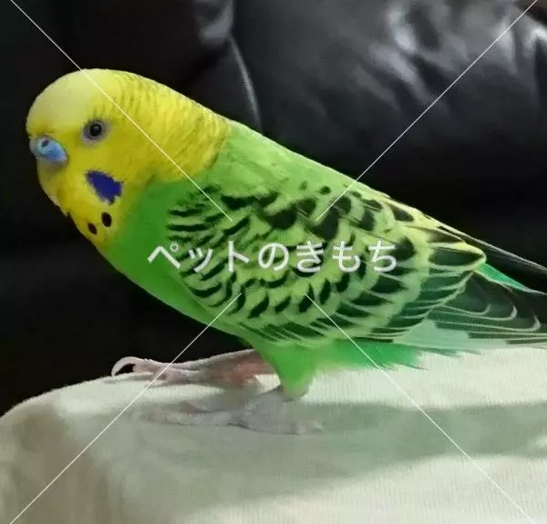 迷子鳥の画像