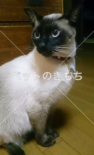 迷子猫の画像