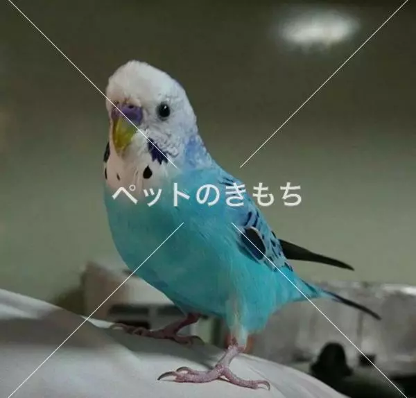 迷子鳥の画像