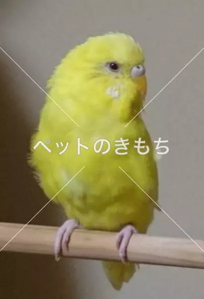 迷子鳥の画像