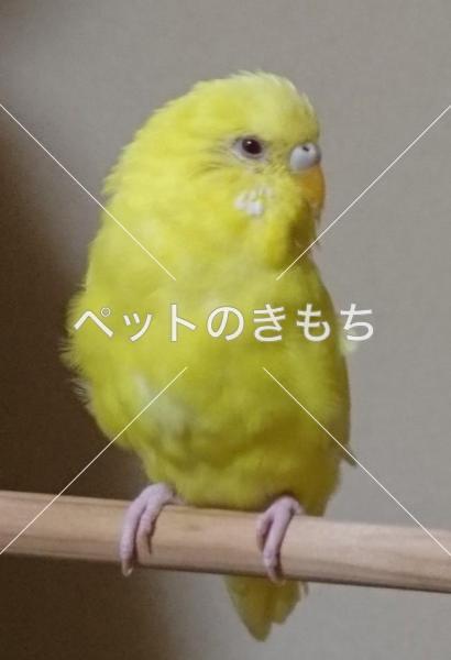 迷子鳥の画像