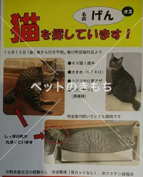 迷子猫の画像