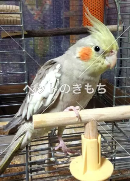 迷子鳥の画像