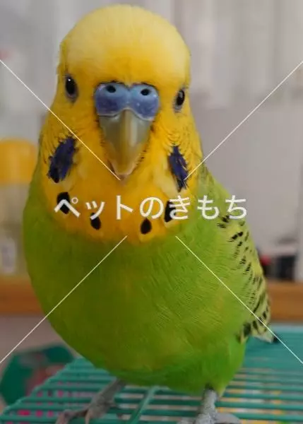 迷子鳥の画像