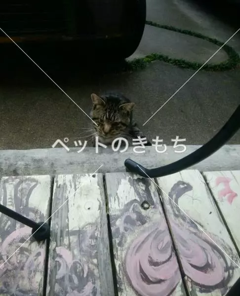 保護猫の画像