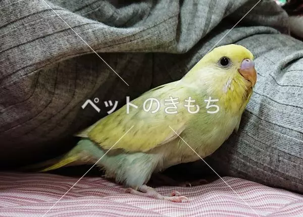 迷子鳥の画像