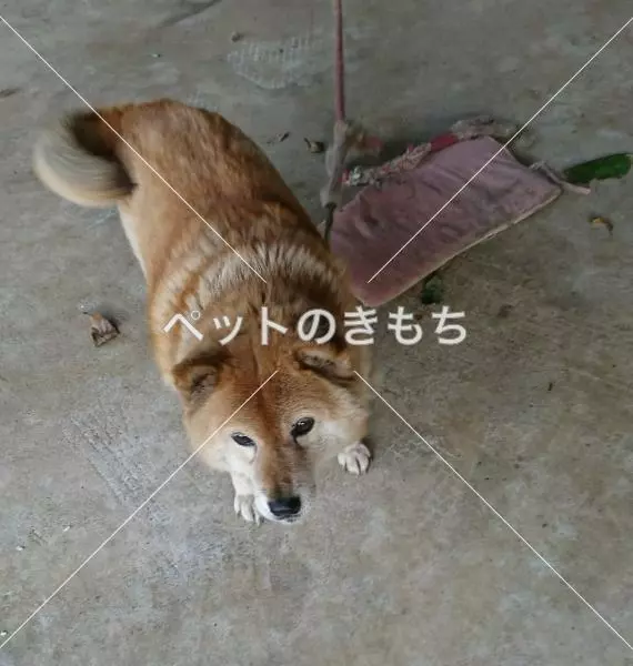 迷子犬の画像