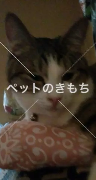 迷子猫の画像