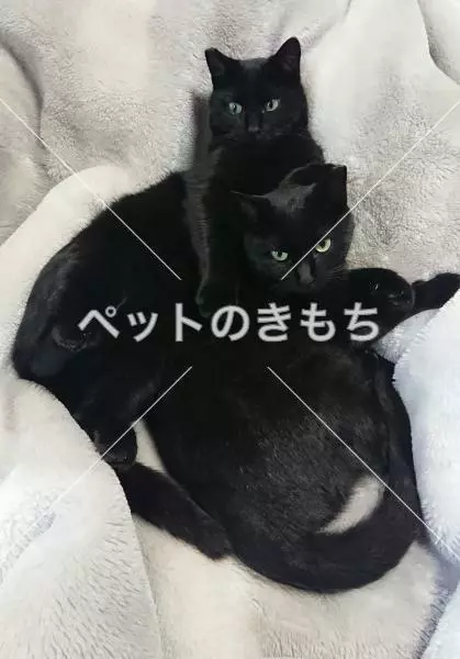 迷子猫の画像