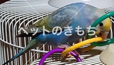 迷子鳥の画像