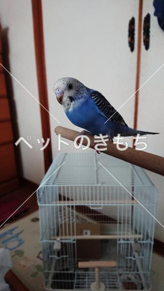 迷子鳥の画像