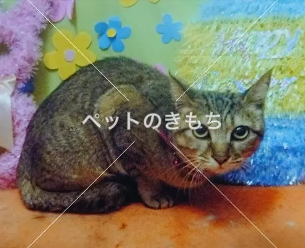 迷子猫の画像
