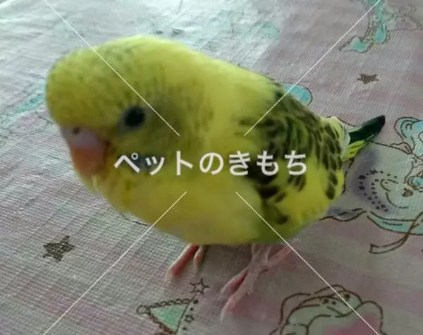 迷子鳥の画像