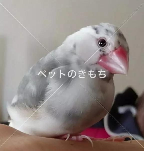 迷子鳥の画像