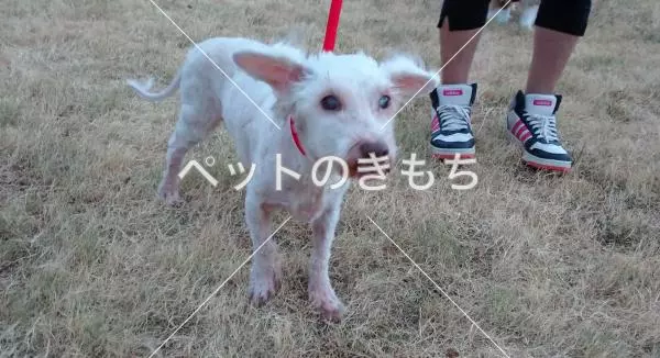 保護犬の画像