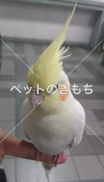 保護鳥の画像