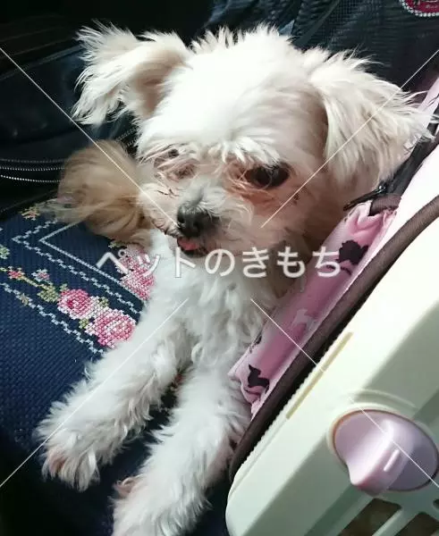 迷子犬の画像