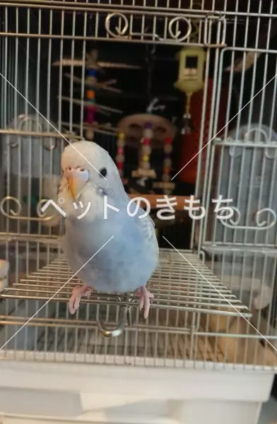 迷子鳥の画像
