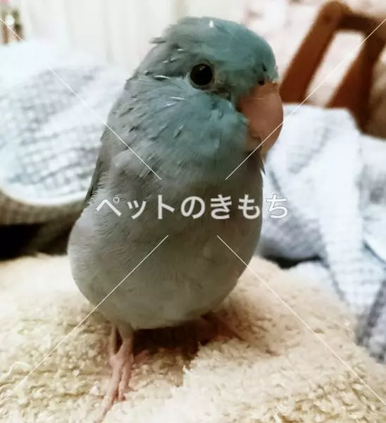 迷子鳥の画像