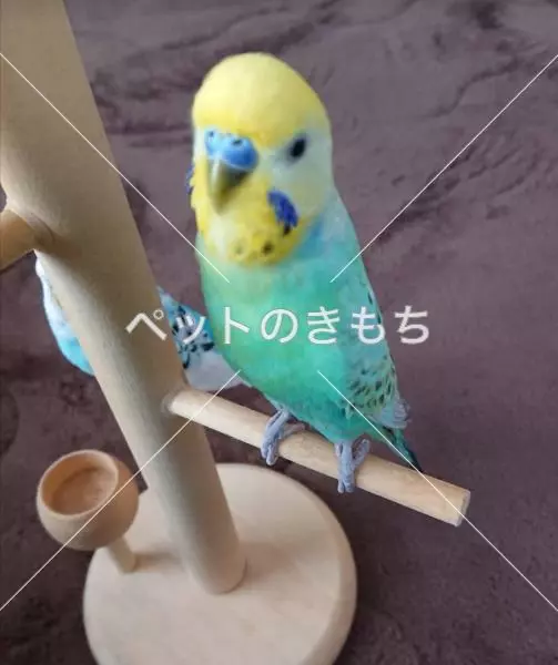 迷子鳥の画像