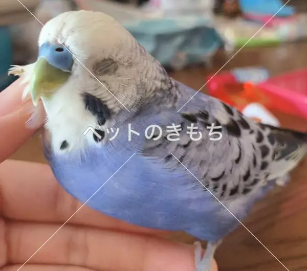迷子鳥の画像