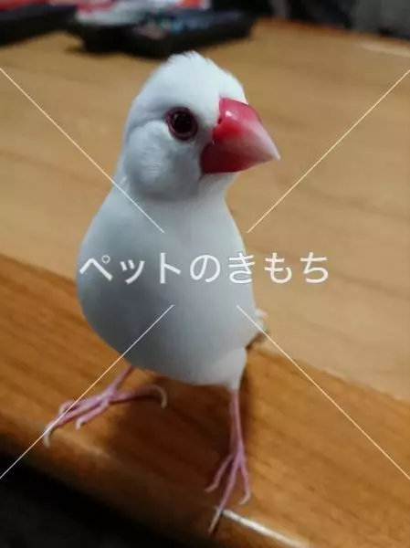 迷子鳥の画像