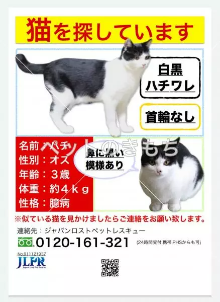 迷子猫の画像