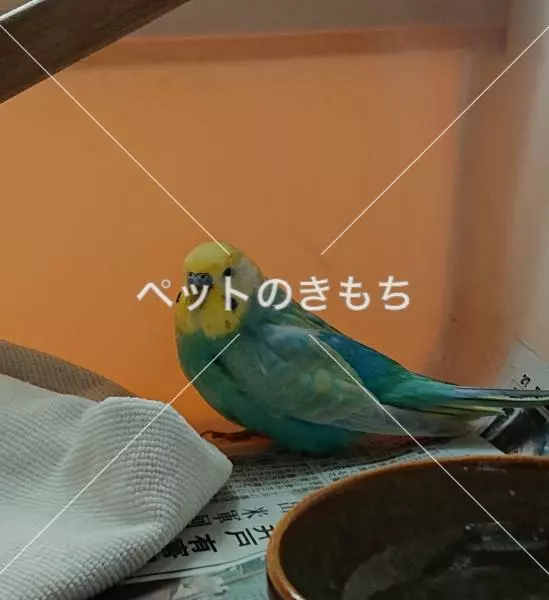 保護鳥の画像