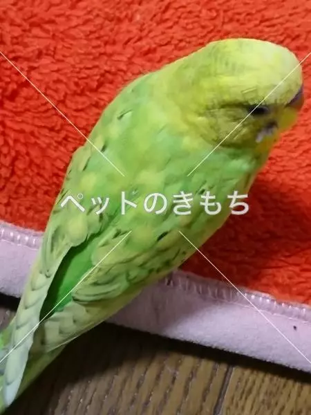 迷子鳥の画像