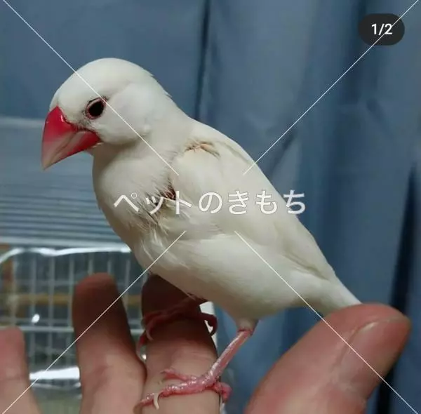 迷子鳥の画像