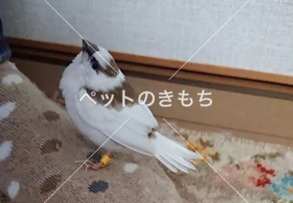 保護鳥の画像
