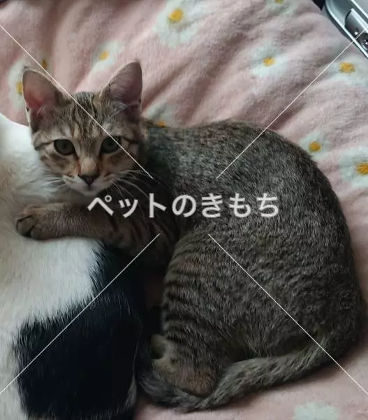 迷子猫の画像