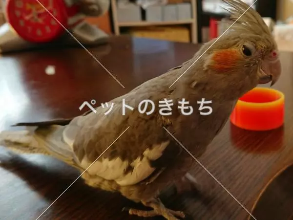 迷子鳥の画像