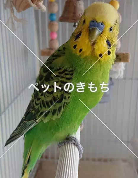 迷子鳥の画像