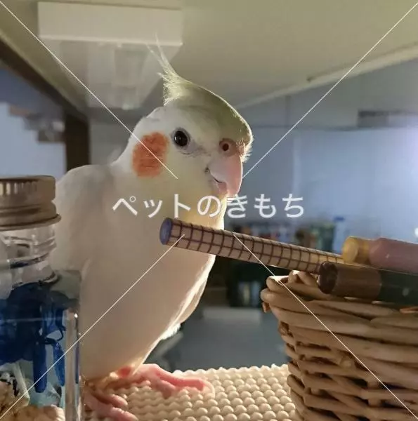 迷子鳥の画像