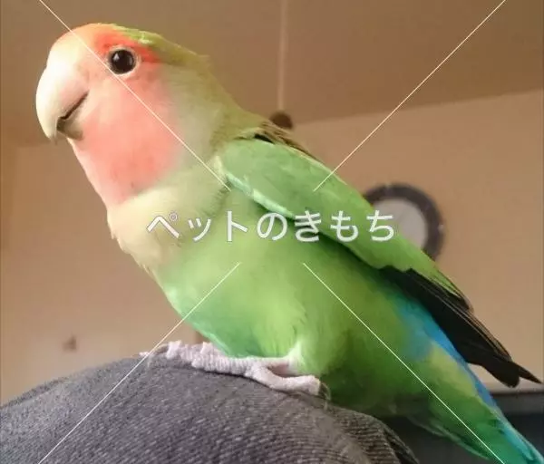 迷子鳥の画像