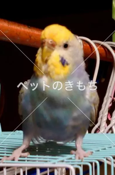 迷子鳥の画像