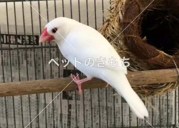 迷子鳥の画像