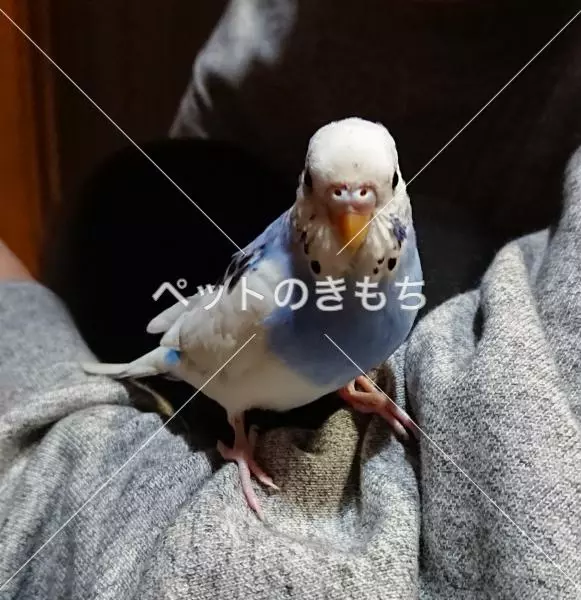 迷子鳥の画像