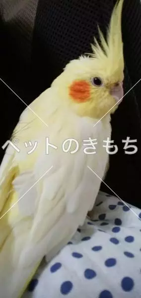 迷子鳥の画像