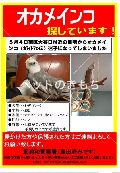 迷子鳥の画像